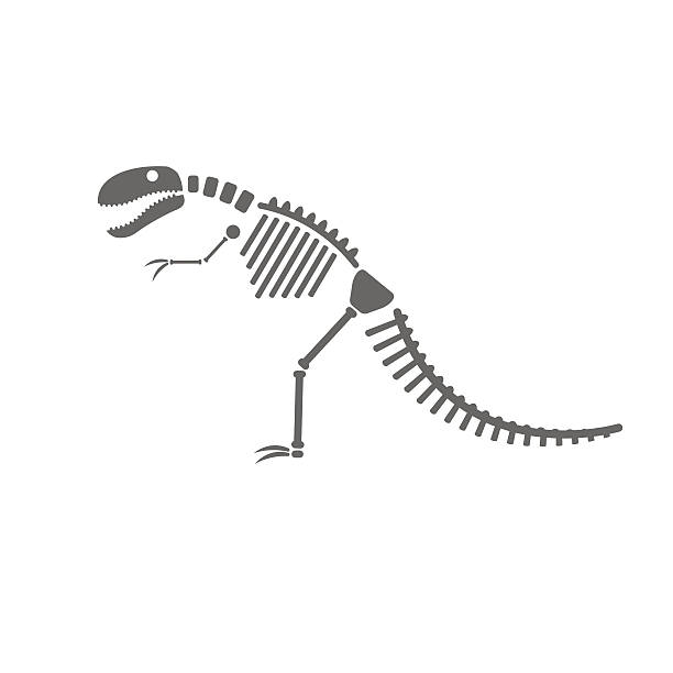 dinozaur stary - animal skeleton illustrations stock illustrations