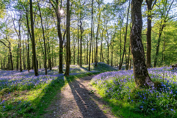 Bluebell woods with shadows of trees and beautiful spring light. A wide angle view of a beautiful Bluebell forest in the English Lake District. Spring evening sunlight can be seen entering the forest through the trees producing long shadows of the trees and stunning crisp light on the foliage with a path that leads through the forest. canopy photos stock pictures, royalty-free photos & images