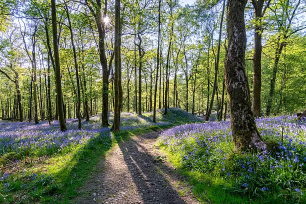A wide angle view of a beautiful Bluebell forest in the English Lake District. Spring evening sunlight can be seen entering the forest through the trees producing long shadows of the trees and stunning crisp light on the foliage with a path that leads through the forest.