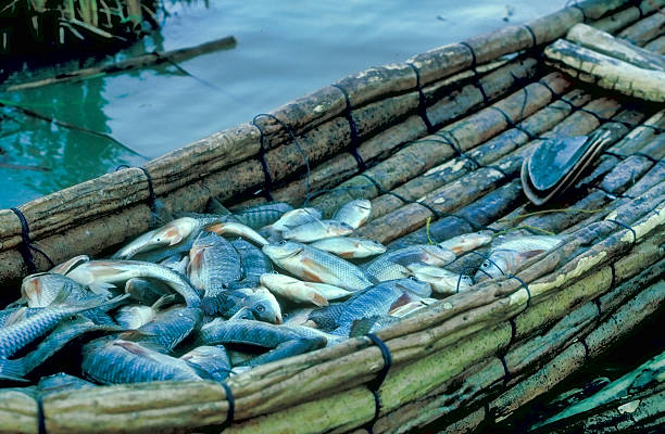 Female hand holding a fresh raw Silver carp fish with a blurred background. Its scientific name is Hypophthalmichthys molitrix. This fish is also called Silverfin or Asian carp.