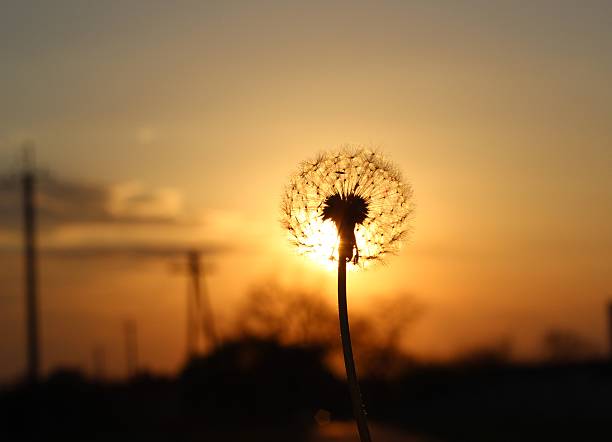 istock Silhouette one white fluffy dandelion on sunset 531177680