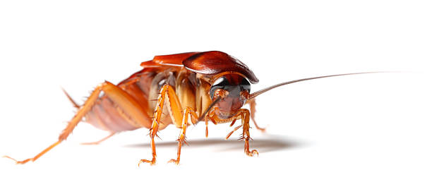 Cockroach Cockroach Periplaneta americana imago periplaneta americana stock pictures, royalty-free photos & images