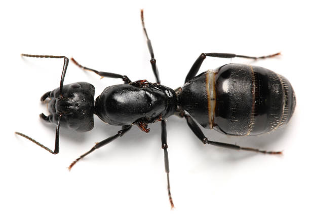 Black Ant on leaves