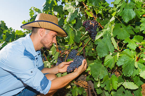 istock Young man, vine grower, in the vineyard. 531177821