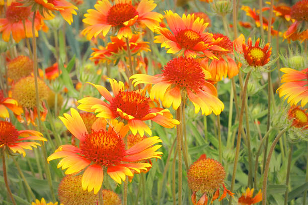 istock Scarlet flowers in garden 531178645