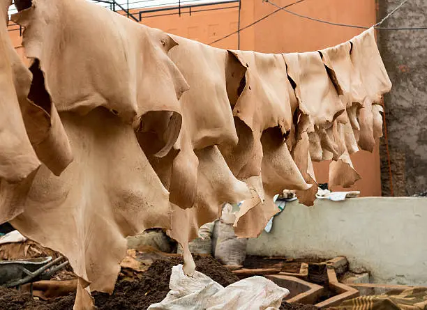 Leather hides drying