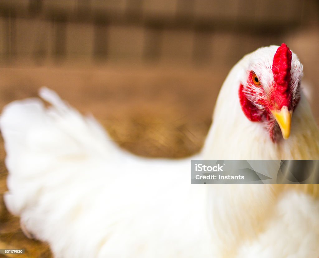 Leghorn hen Close-up shot of a Leghorn hen. Agriculture Stock Photo
