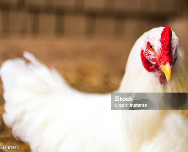 Leghorn Hen Stock Photo - Download Image Now - Agriculture, Animal, Beauty