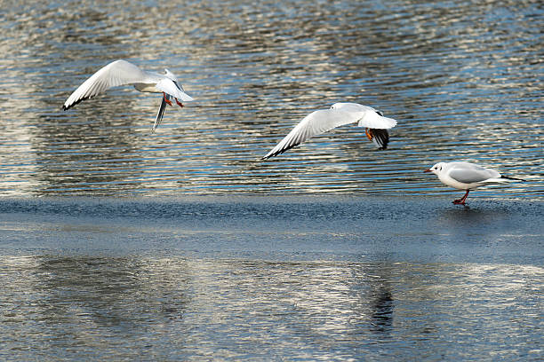 istock Seagulls Taking Off From Frozen Lake 531179801