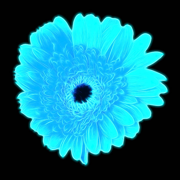 istock Glow blue gerbera flower isolated on black background 531181548