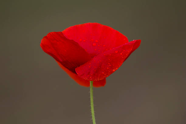 One red poppy with raindrops isolated. Photo is taken with dslr camera.