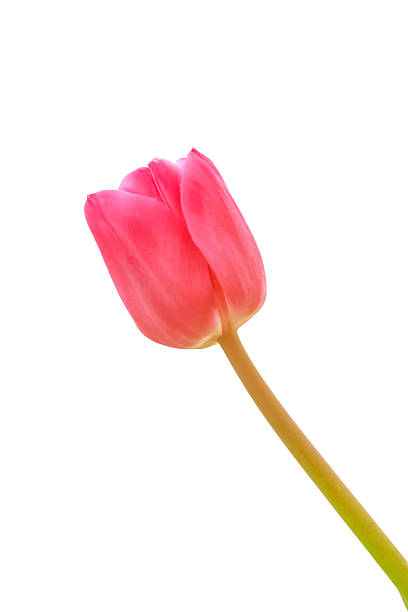 istock Pink Beautiful Isolated Tulip selective focus 531182652