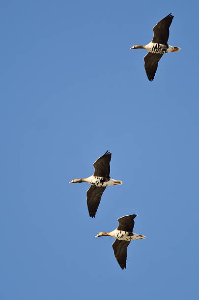 istock Three Greater White-Fronted Geese Flying in a Blue Sky 531184180