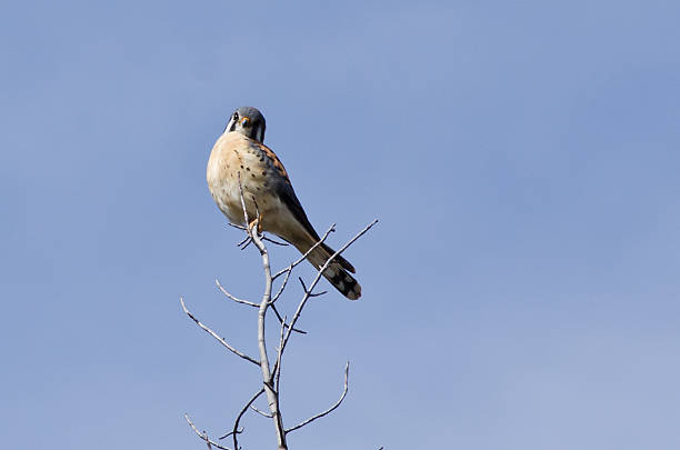 istock Male American Kestrel Making Direct Eye Contact 531184194