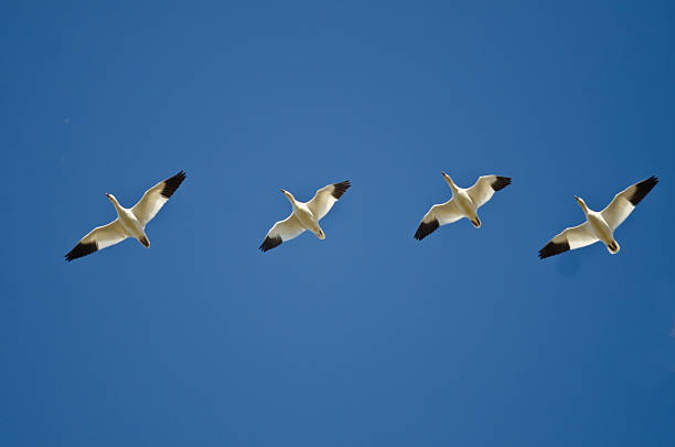 istock Four Snow Geese Flying in a Blue Sky 531184222