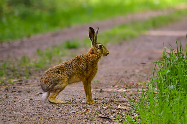 istock Wild brown hare with big ears sitting in a grass 531184398