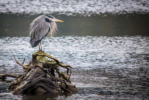 A Blue Heron standing guard over it's perch at the Nisqually National Wildlife Refuge