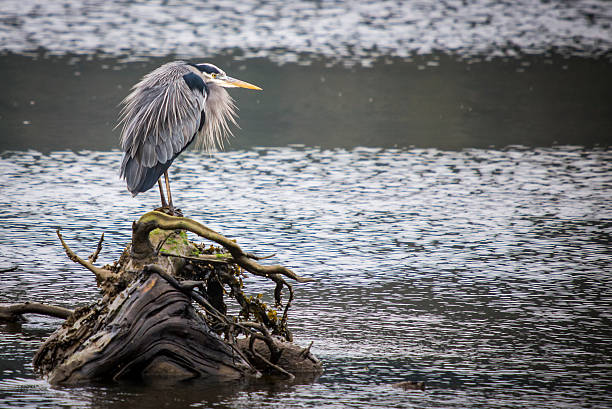 Blue Heron Standing Guard stock photo