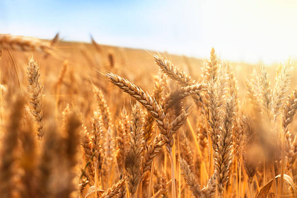 campo de trigo dorado y día soleado - grano planta fotos fotografías e imágenes de stock