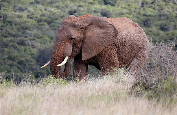 istock Wild African Bull Elephant Grazing 531184994