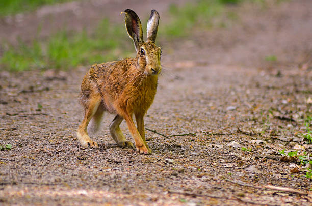 istock Wild brown hare with big ears sitting in a grass 531185084