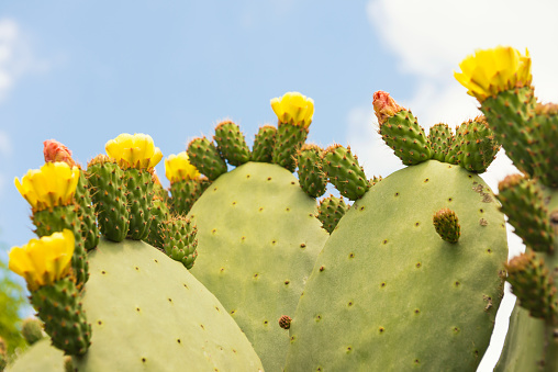 Yellow blossom of cactus in Sicily, Italy, against blue sky. 