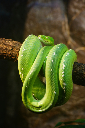 Name: Green Tree Python