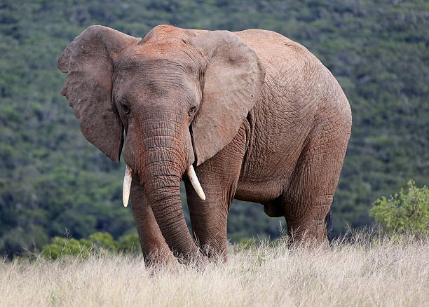 istock Wild African Elephant Male 531185920