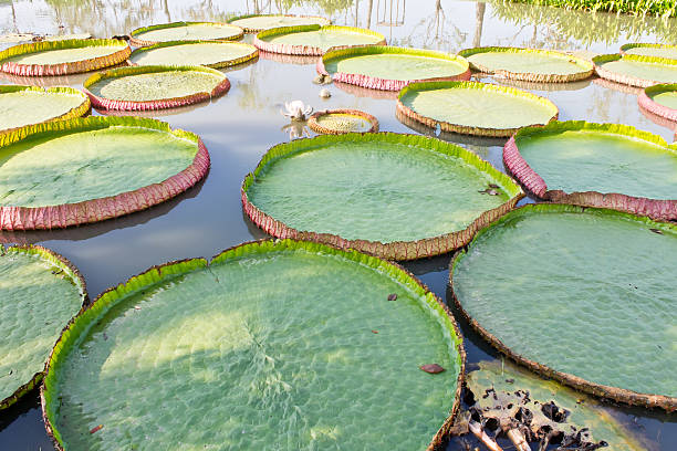 istock Victoria Waterlily 531186633