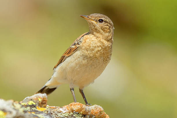 istock Northern wheatear juvenile on the rock 531186814
