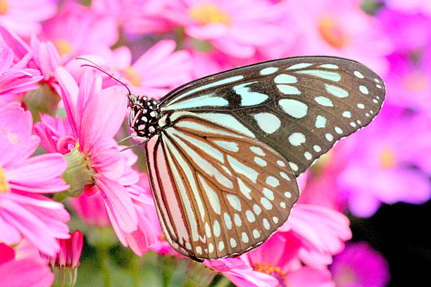 istock Butterfly perched on pink flower 531186902