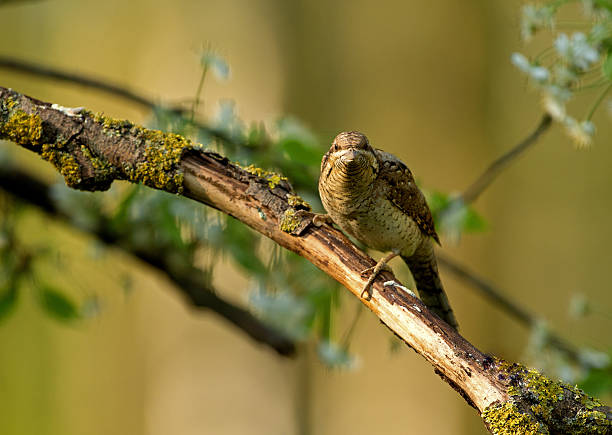 istock Wryneck ( (Jynx torquilla) on a branch 531187394