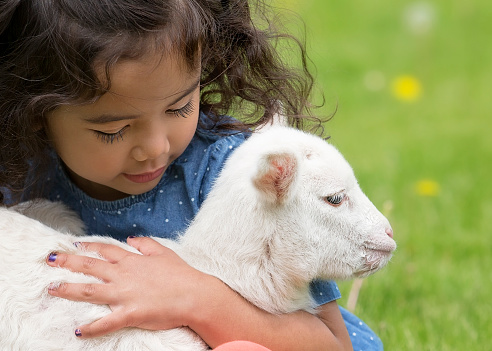 Young, Asian-American girl holding a baby lamb in her lap.