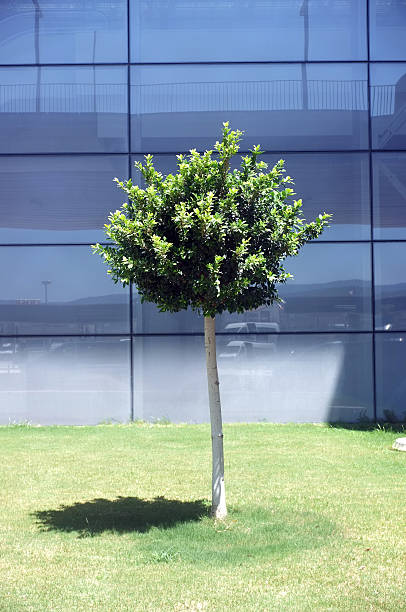 Planted single tree in front of  a glass buildingPlanted single tree in front of  a glass building
