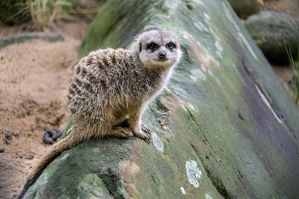 istock One Meerkat on a Mossy Rock 531188762