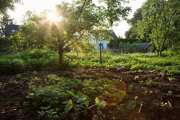 fog in early morning in late autumn or winter garden. Frosty beautiful rural view with pathway, lawn and plants.