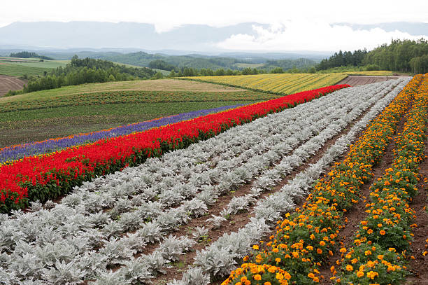 istock landscape of countryside  in Japan 531190849