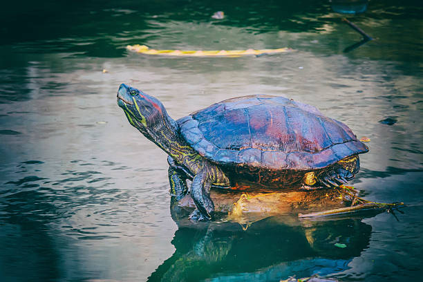 istock Tortoise on rock. Drying its body in sunny 531190912