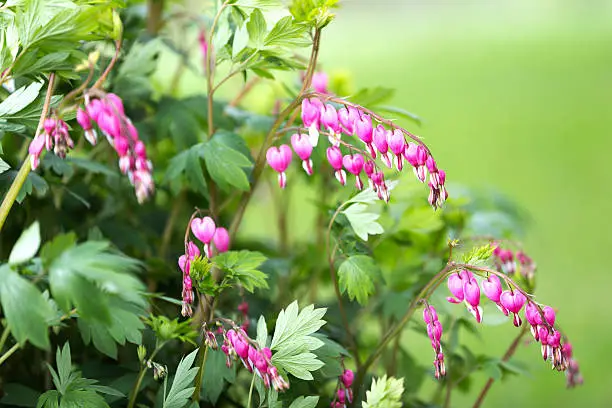 Blooming Old Fashioned Bleeding Heart flowers in Springtime.