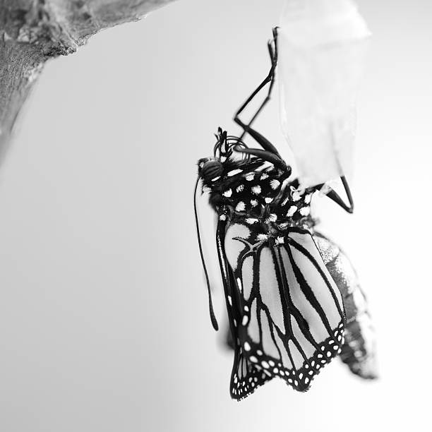 istock Monarch Butterfly Newly Emerged from Cocoon 531191580