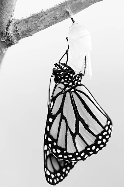 istock Monarch Butterfly Newly Emerged from Cocoon 531191590