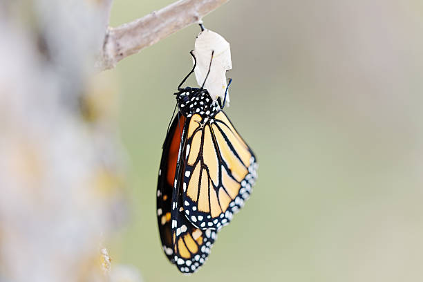 istock Monarch Butterfly Newly Emerged from Cocoon 531191596