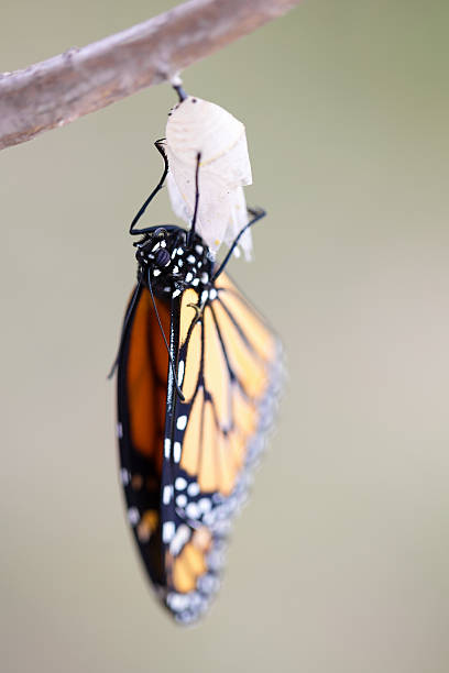 istock Monarch Butterfly Newly Emerged from Cocoon 531191610