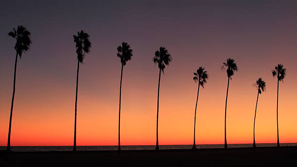 istock Row Of Palm Tress 531191918