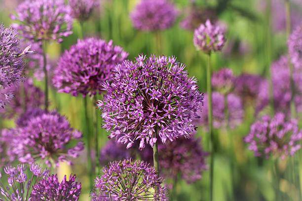 istock Purple ball garlic flowers 531192958