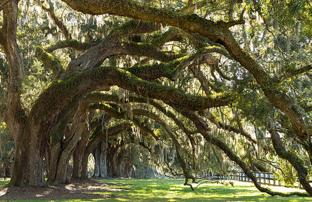 istock Oaks Avenue Charleston SC 531193016
