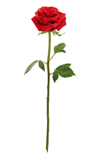 Long Stem Red Rose isolated on white