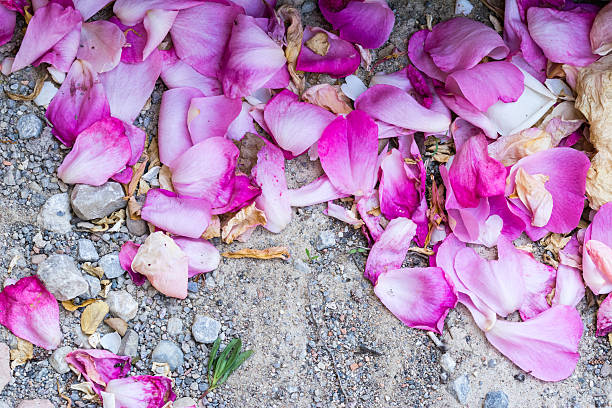 istock Wild rose petal on the ground 531194650