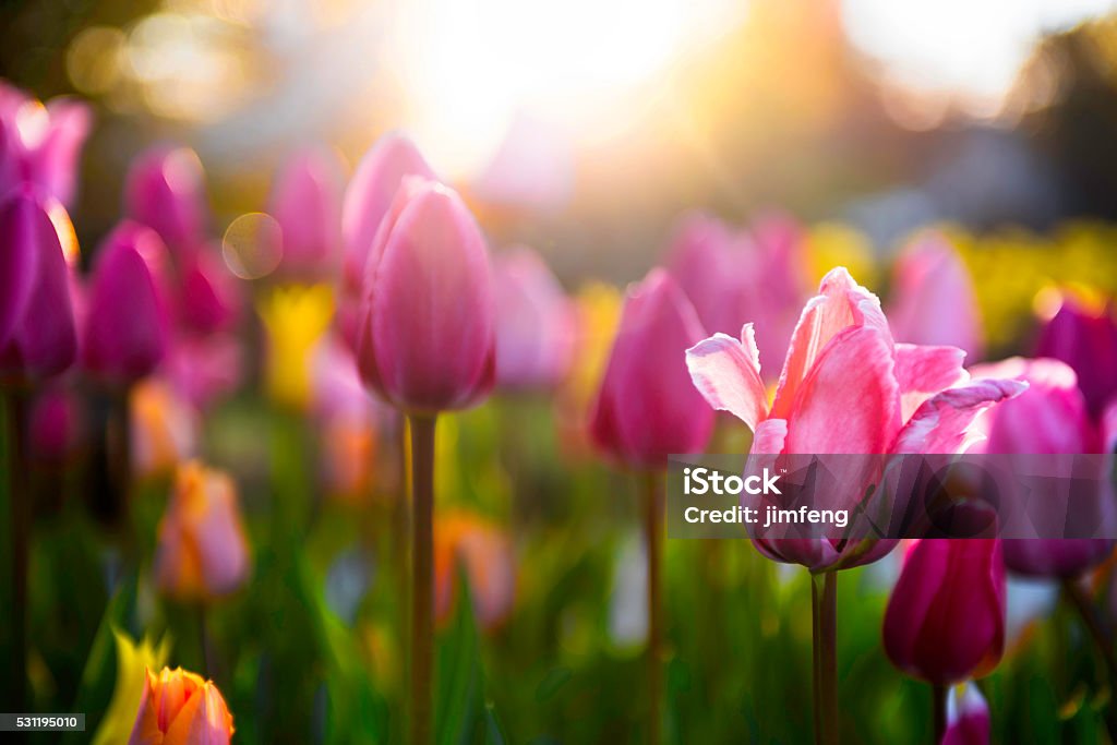 Frühling Tulpen - Lizenzfrei Frühling Stock-Foto