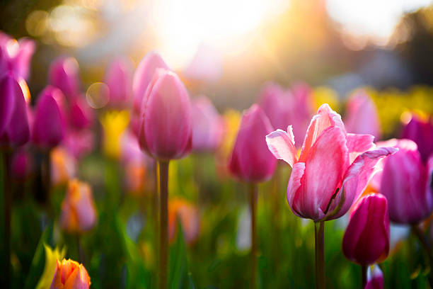 frühling tulpen - tiefenunschärfe stock-fotos und bilder